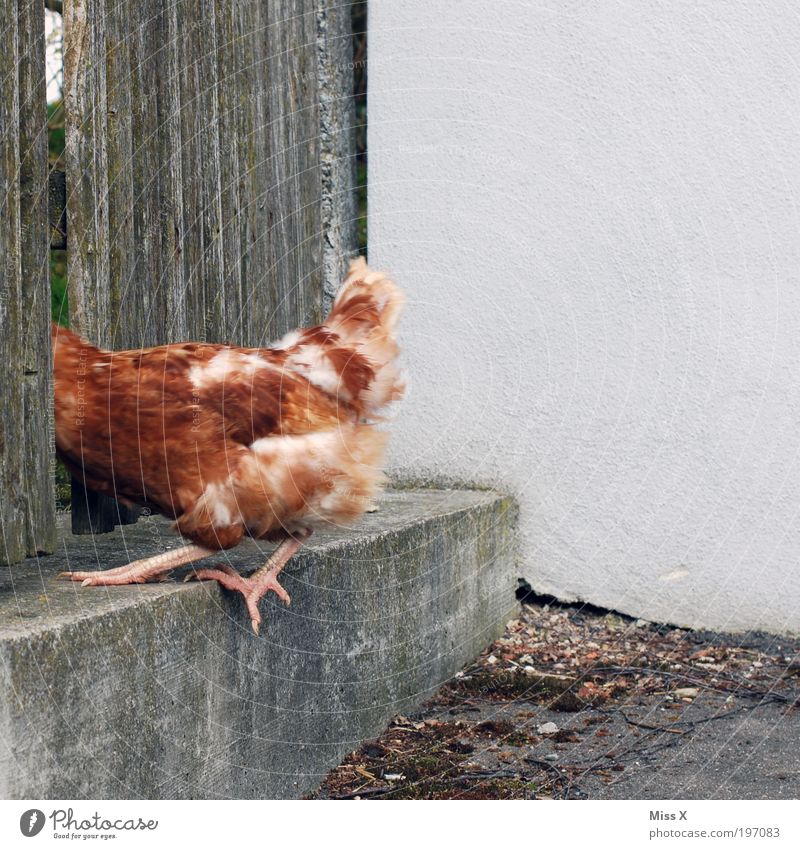 Schnell weg, sonst gibts Hühnersuppe Bioprodukte Tier Nutztier Vogel 1 lustig Geschwindigkeit verrückt Angst Haushuhn Bauernhof Freiheit Freilandhaltung Ei