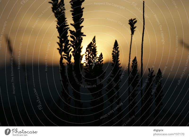 Distant Sunset Landschaft Pflanze Sonne Sonnenaufgang Sonnenuntergang Schönes Wetter Wiese gold Ferne Erde Gras Kontrast Farbfoto Außenaufnahme Menschenleer