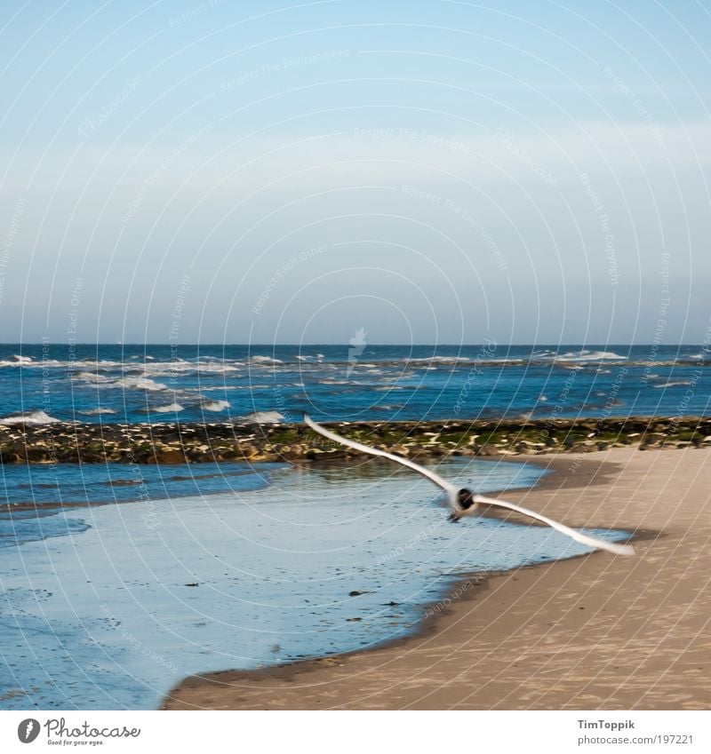 Achtung Tiefflieger! Meer fliegen Strand Strandspaziergang Meeresvogel Möwe Nordsee Nordseeküste Ostfriesische Inseln Wangerooge Urlaubsstimmung