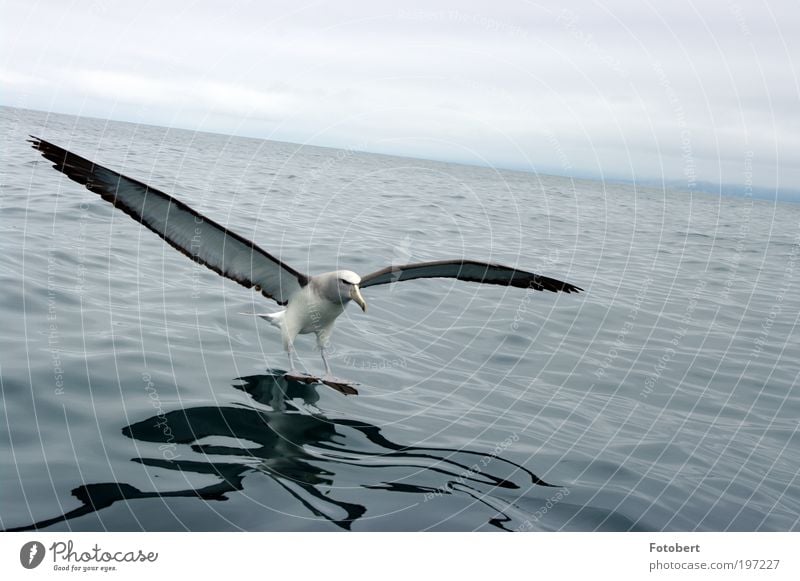 landender Albatros Tier Wildtier Vogel 1 Wasser ästhetisch Neuseeland Kaikoura Kaikura Gedeckte Farben Außenaufnahme Menschenleer Tag
