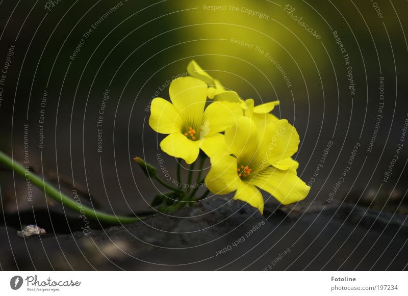Ein Blümchen für PC Umwelt Natur Pflanze Frühling Sommer Klima Wetter Schönes Wetter Wärme Blume Park Duft schön gelb Blüte Blütenblatt Blütenkelch Blühend