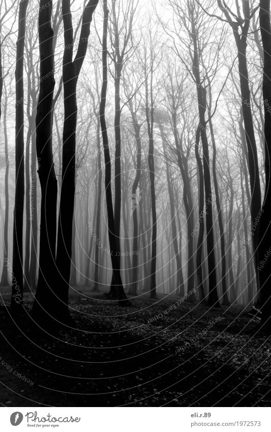 Nebelwald Ausflug Abenteuer Umwelt Natur Landschaft Pflanze Baum Wald Wege & Pfade Holz dunkel grau schwarz weiß Romantik ruhig Einsamkeit Stimmung