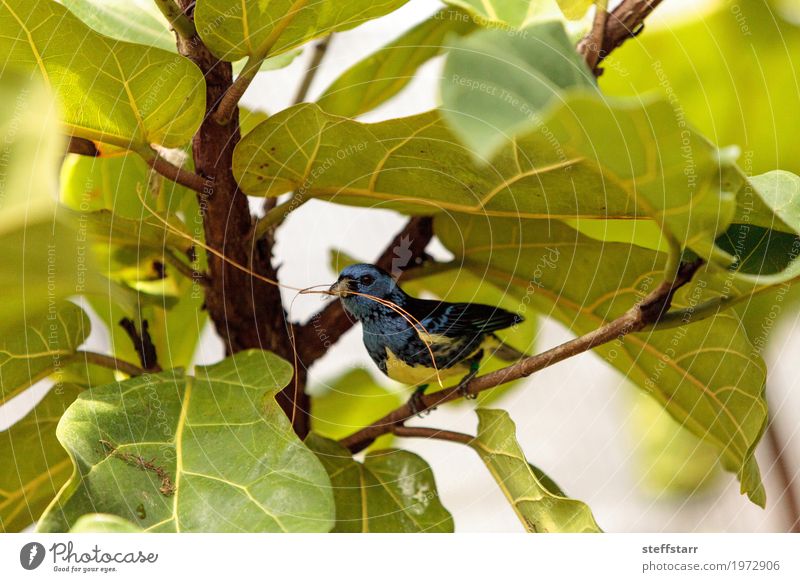 Türkis Tanager bekannt als Tangara Mexicana Natur Tier Pflanze Baum Garten Vogel Tiergesicht Flügel 1 blau braun grün Türkis-Tangare Tanger Tierwelt Wildvogel