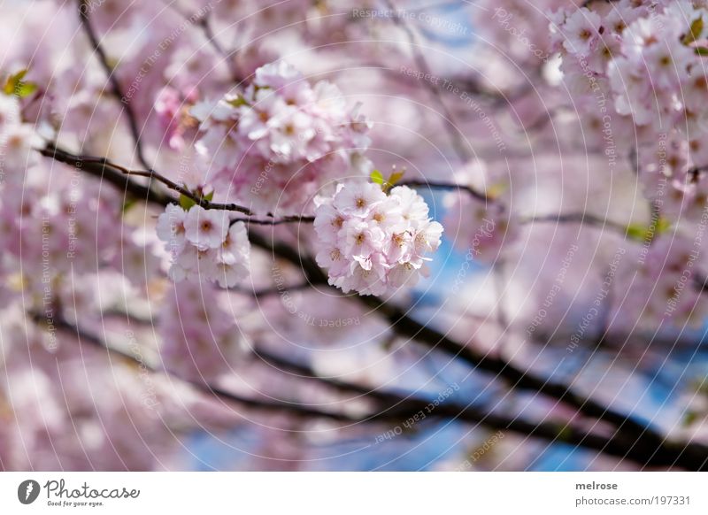 Blütentraum Ausflug Freiheit Natur Pflanze Himmel Sonnenlicht Frühling Schönes Wetter atmen berühren Blühend Duft Erholung hängen träumen Wachstum positiv rosa