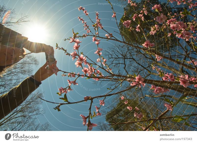 Den Frühling fotografieren Mensch Frau Fotografie Fotografieren Hand Arme festhalten Fotokamera Blüte Blühend Blütenblatt rosa rot Himmel Blauer Himmel