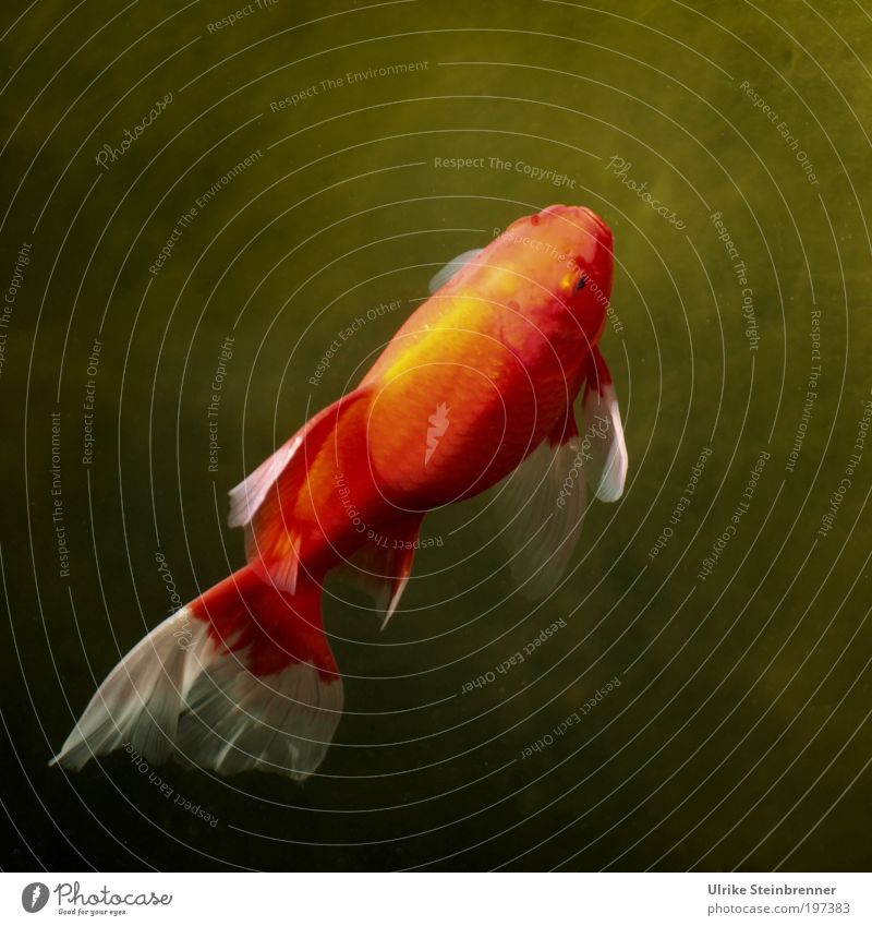 Goldfisch schwimmt dem Sonnenlicht entgegen Wohlgefühl ruhig Tier Wasser Teich Haustier Fisch Schuppen oben gold grün rot orange Schwanz Beleuchtung aufwärts