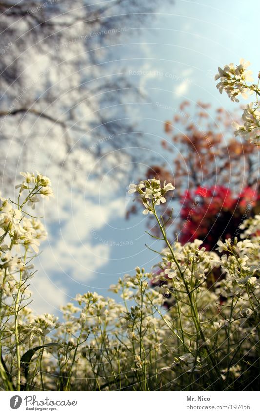 frühling !! Frühling Sommer Schönes Wetter Pflanze Sträucher Park Wiese grün Schleifenblumen Japanischer Ahorn Unkraut Blume Blumenwiese flower frisch