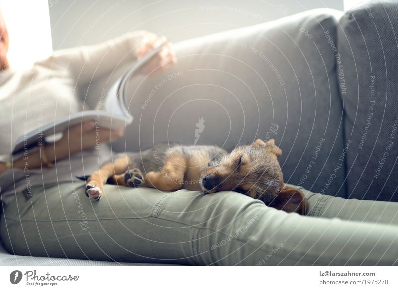 Welpe, der auf Eigentümerschößen schläft Erholung ruhig lesen Sofa Wohnzimmer Frau Erwachsene Tier Haustier Hund Papier schlafen Geborgenheit Nähe Textfreiraum