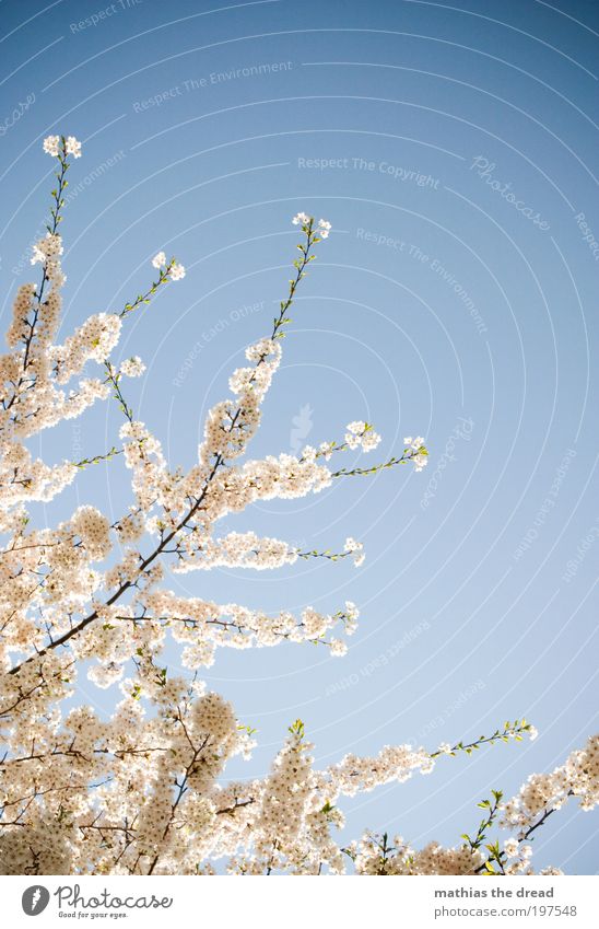 BLÜTENPRACHT Umwelt Natur Landschaft Pflanze Himmel Wolkenloser Himmel Frühling Schönes Wetter Baum Blume Blatt Blüte Wiese Blühend Wachstum Freundlichkeit