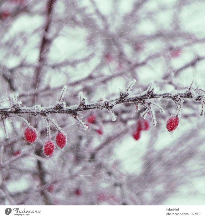 Eistee Pflanze Winter Frost Schnee Sträucher Hagebutten Frucht Stachel Zweige u. Äste kalt Spitze stachelig rot weiß Natur schön überwintern gefroren frieren