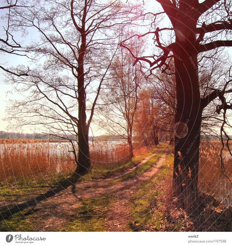 Wegweise Umwelt Natur Landschaft Pflanze Erde Wasser Wolkenloser Himmel Horizont Frühling Schönes Wetter Wärme Baum Gras Sträucher Geäst Seeufer Teich