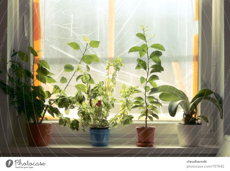 Aussichtslos Häusliches Leben Wohnung Renovieren Dekoration & Verzierung Raum Küche Pflanze Blatt Topfpflanze Zimmerpflanze Fenster Wachstum grün Baustelle