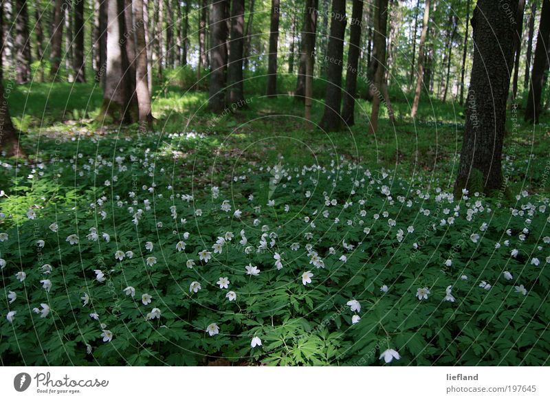 Waldwiese In Lettland Ein Lizenzfreies Stock Foto Von Photocase