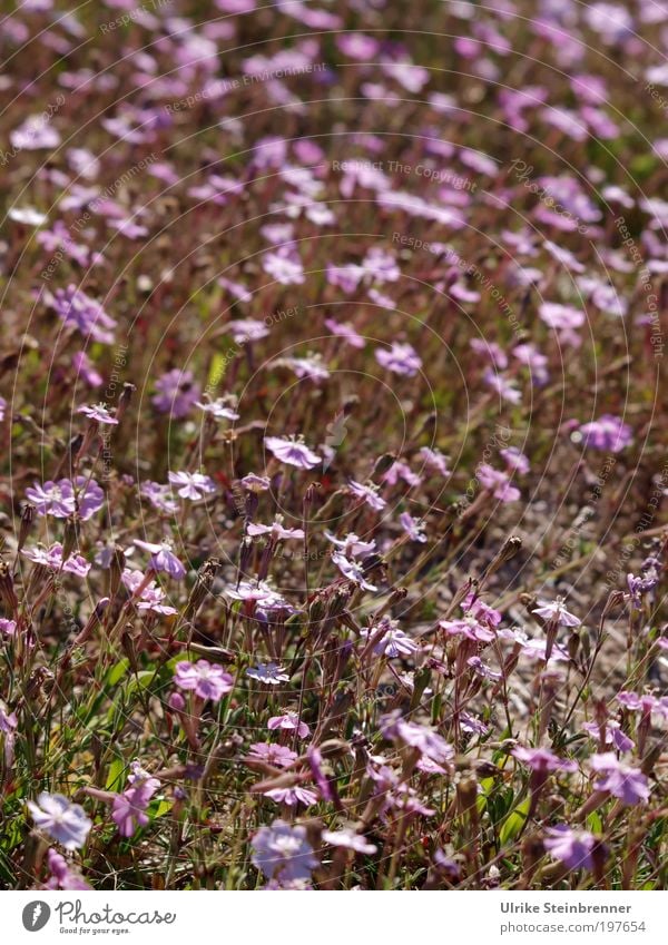 Lila Heidekrautgewächse auf Sardinien Umwelt Natur Landschaft Pflanze Frühling Blüte Wiese Feld Blühend Wachstum Duft rosa Frühlingsgefühle schön Leben Ausdauer
