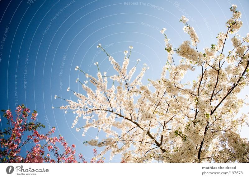 BLÜTEZEIT Umwelt Natur Landschaft Pflanze Wolkenloser Himmel Frühling Schönes Wetter Baum Blume Blatt Blüte Nutzpflanze Park Wiese Blühend Wachstum