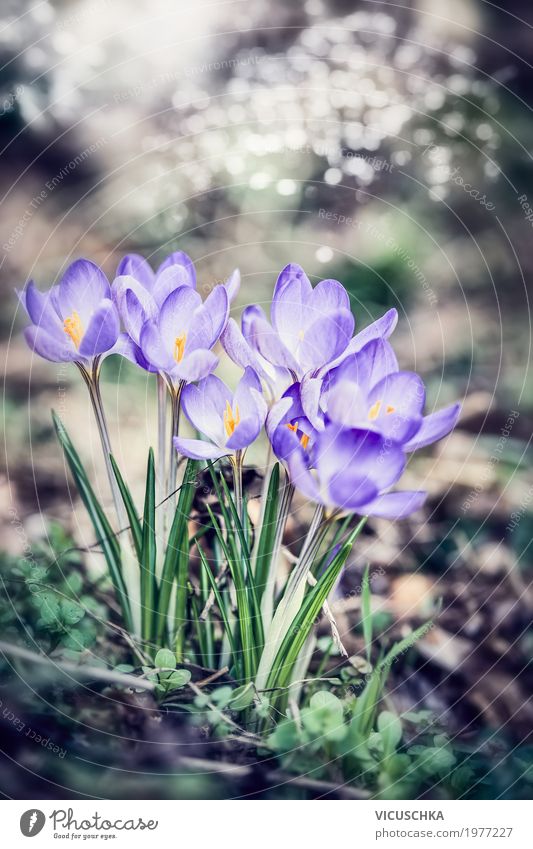 Krokusse Im Garten Oder Park Ein Lizenzfreies Stock Foto Von