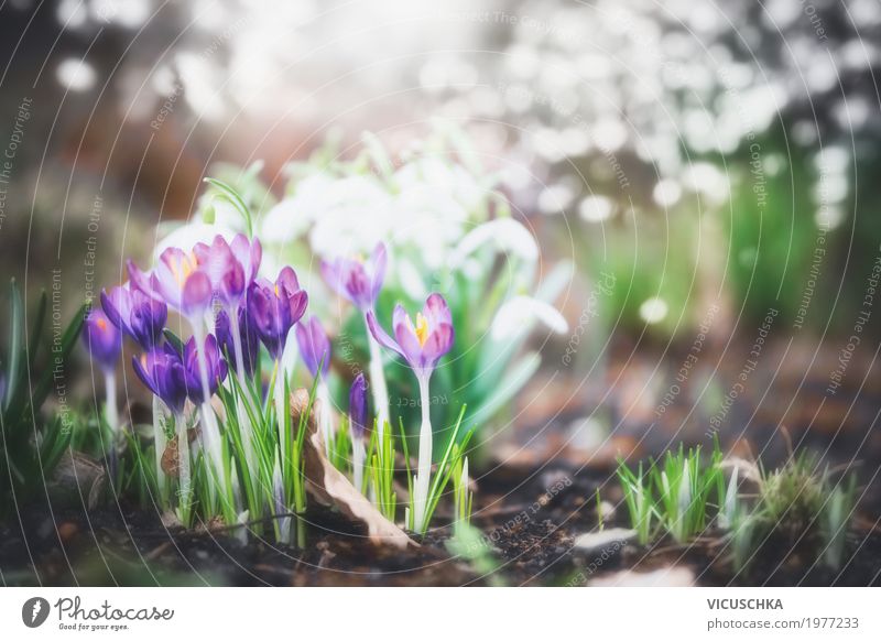 Krokusse Im Garten Oder Park Ein Lizenzfreies Stock Foto Von