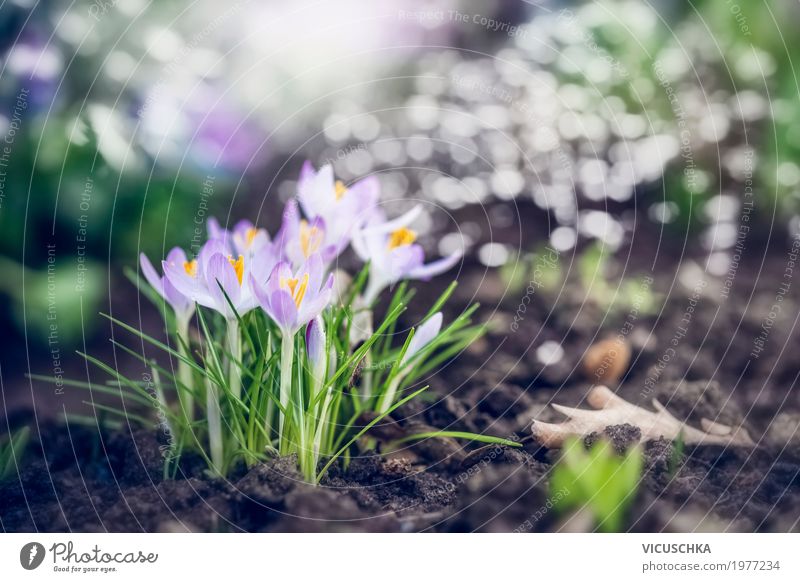 Frühlingsgarten oder Park mit ersten Krokusse Lifestyle Leben Garten Natur Pflanze Schönes Wetter Blume Blatt Blüte Blühend Liebe weich gelb Design