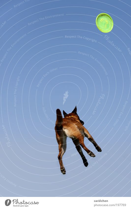 *1Jahr* Ufo Hund Tier Haustier fallen fangen fliegen springen werfen Coolness Gesundheit verrückt blau braun Belgischer Schäferhund Frisbee carölchen UFO