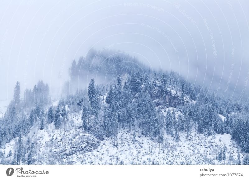 Berggipfel im Winter mit Nebel bedeckt Schnee Berge u. Gebirge Natur Landschaft Wolken Wetter Wald Hügel Alpen Gipfel wild weiß Gelassenheit alpin Fichte Kiefer