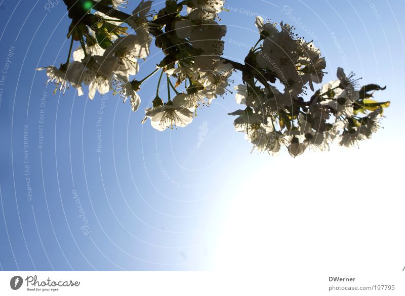 Den Frühling fotografieren Lifestyle Stil schön Umwelt Pflanze Luft Himmel Wolkenloser Himmel Sonne Sonnenlicht Klima Schönes Wetter Baum Blüte Wildpflanze Park