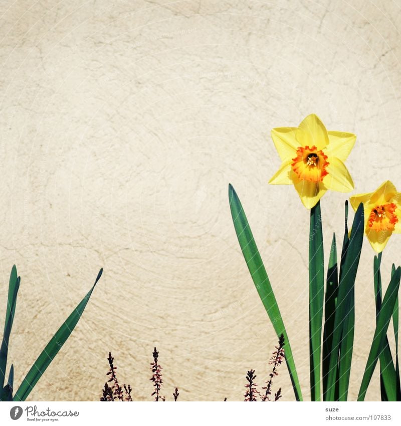 Narzisstin Freude Glück Natur Pflanze Frühling Schönes Wetter Blume Blüte Mauer Wand gelb Frühlingsgefühle Narzissen Frühlingsblume einzeln März April