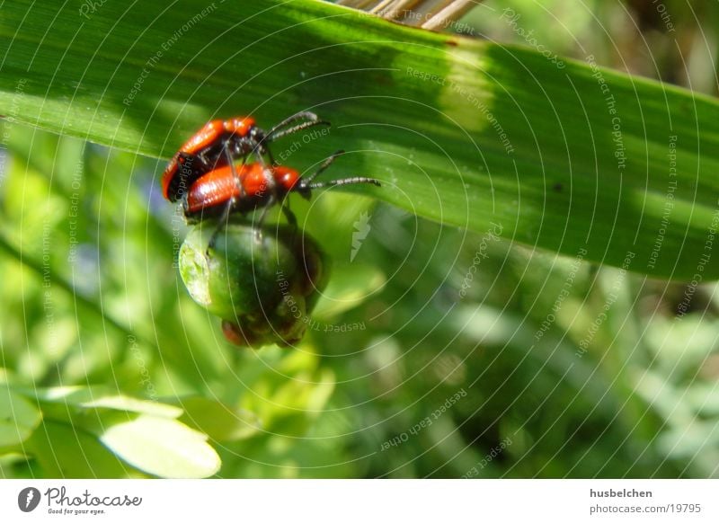 käfersex Insekt rot Blatt Käfer Garten