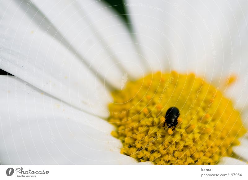 Kleiner Pollensammler Umwelt Natur Pflanze Tier Frühling Sommer Schönes Wetter Wärme Blume Blüte Topfpflanze Margerite Nutztier Wildtier Käfer Fühler Beine