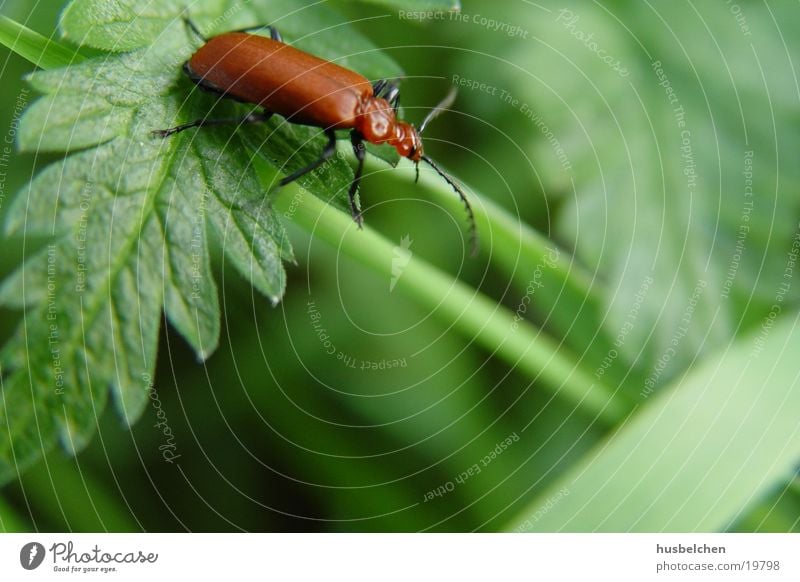 roter käfer Insekt Feld Blatt grün Wegrand Käfer