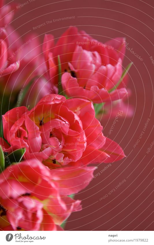 Im Tulpenrausch Frühling Blume elegant schön rosa rot Farbe Frühlingsgefühle Frühlingsblume Detailaufnahme leuchtende Farben Blühend Blüte üppig (Wuchs)