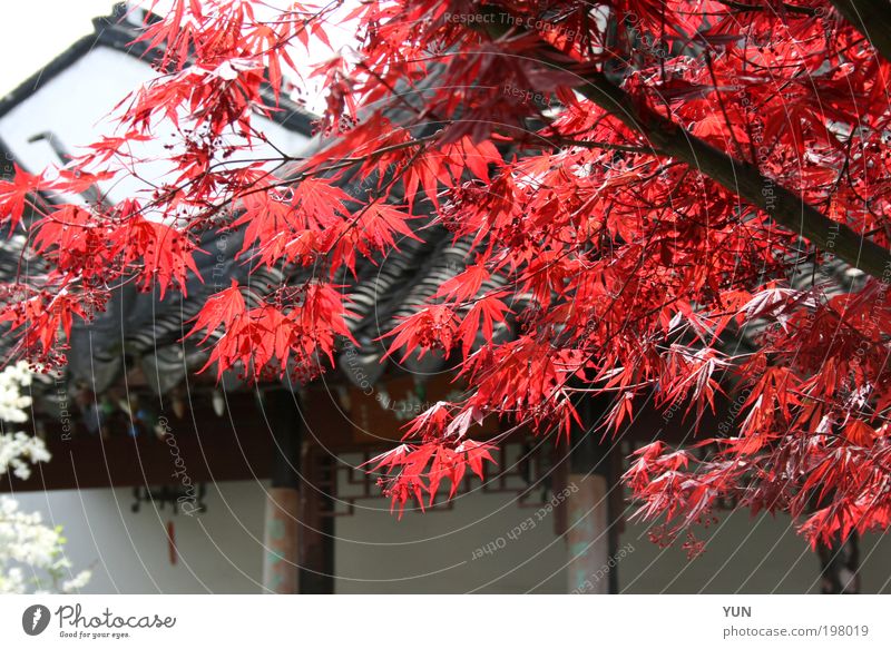 Rotahorn Ferne Garten Natur Pflanze Herbst Baum Blatt Dach hell rot schwarz weiß Farbe Ast China Farbfoto mehrfarbig Außenaufnahme Nahaufnahme Menschenleer Tag