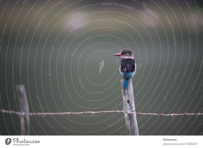 kleine Aussicht Ausflug Abenteuer Ferne Umwelt Natur Küste Seeufer Flussufer Tier Wildtier Vogel Eisvögel 1 nah natürlich Zaunpfahl Stacheldraht Farbfoto
