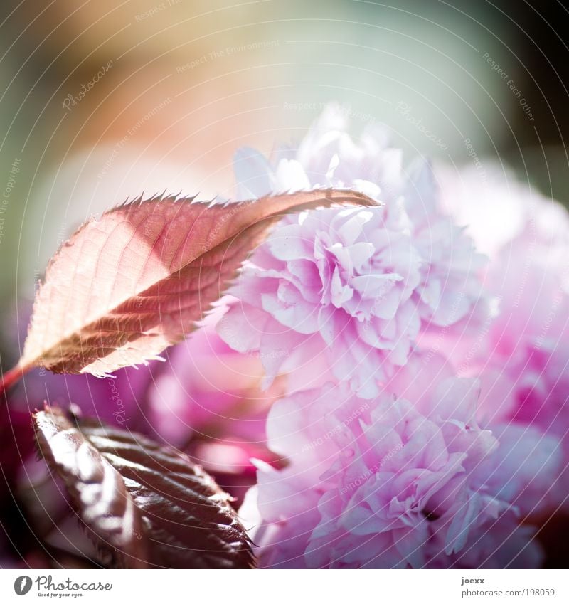 Entfaltung Pflanze Frühling Schönes Wetter Baum Blatt Blüte Duft rosa Zierkirsche Mädchenfarben Frühlingsblüten Schwache Tiefenschärfe Farbfoto mehrfarbig
