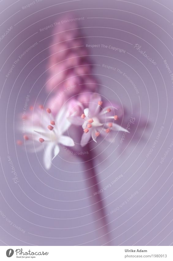 Filigrane Schaumblüten (Tiarella) Stil Design Dekoration & Verzierung Tapete Bild Poster Postkarte Natur Pflanze Frühling Blume Blüte Topfpflanze exotisch