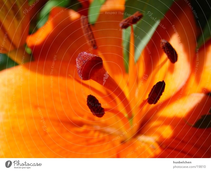 lilie Lilien Blume Blüte orange