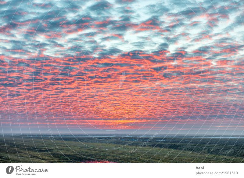 Sonnenuntergang auf dem Feld mit roten Wolken schön Ferien & Urlaub & Reisen Sommer Umwelt Natur Landschaft Pflanze Himmel Horizont Sonnenaufgang Sonnenlicht