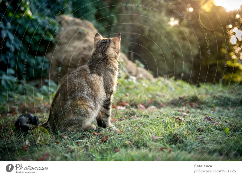 Beobachten, Tigerkatze im herbstlichen Garten Landschaft Pflanze Tier Sommer Schönes Wetter Gras Efeu Wiese Haustier Katze 1 beobachten glänzend sitzen braun
