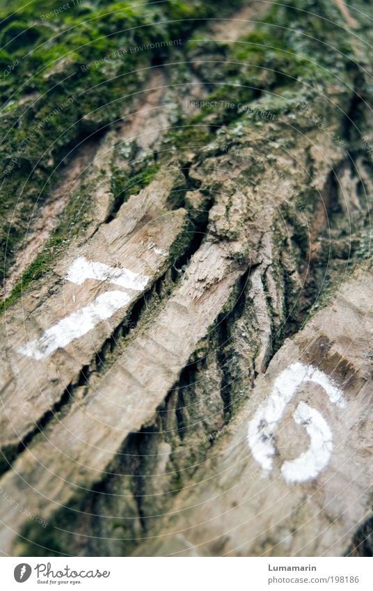 angezählt Umwelt Natur Pflanze Baum Nutzpflanze alt einzigartig Baumrinde Riss trocken Moos Ziffern & Zahlen 76 Zeichen Schilder & Markierungen Baumkataster