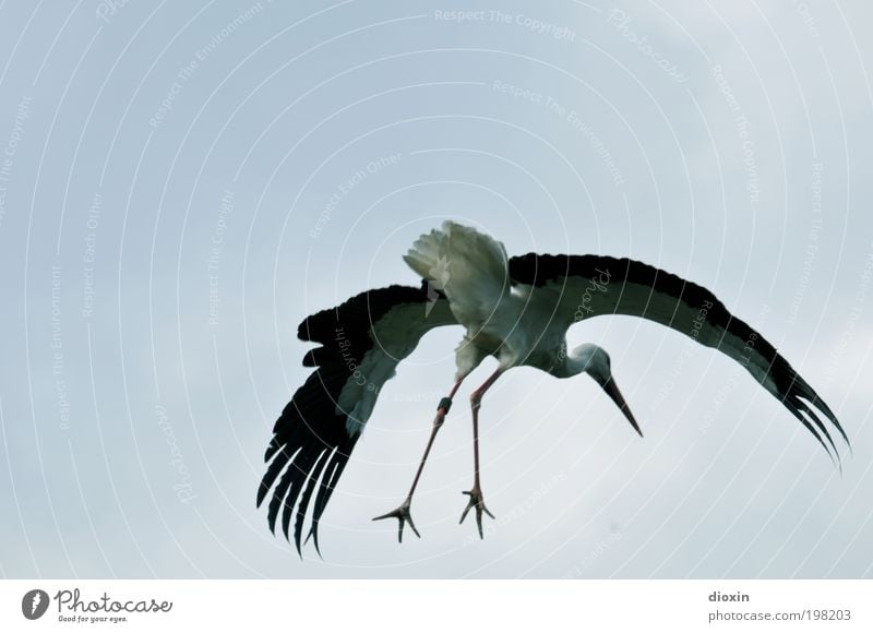 Landeanflug [LUsertreffen 04|10] Himmel Wolken Schönes Wetter Tier Wildtier Flügel Storch Weißstorch Beine Feder Schnabel Krallen Vogel Schreitvögel fliegen