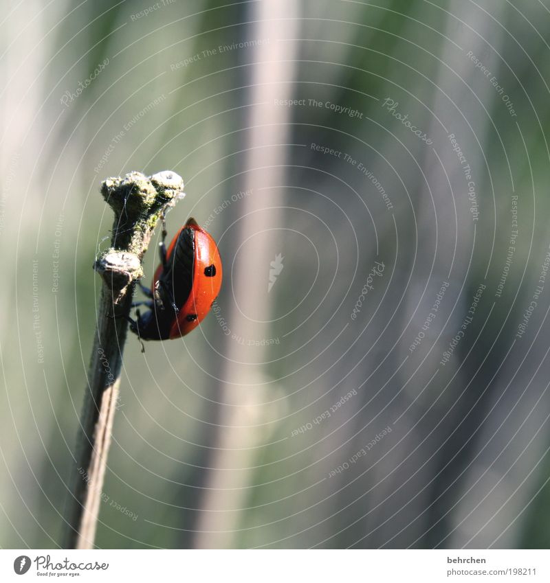 rückzug Umwelt Natur Frühling Sommer Schönes Wetter Pflanze Gras Sträucher Tier Käfer 1 Kraft Willensstärke Mut Tatkraft Vertrauen Tierliebe Verantwortung