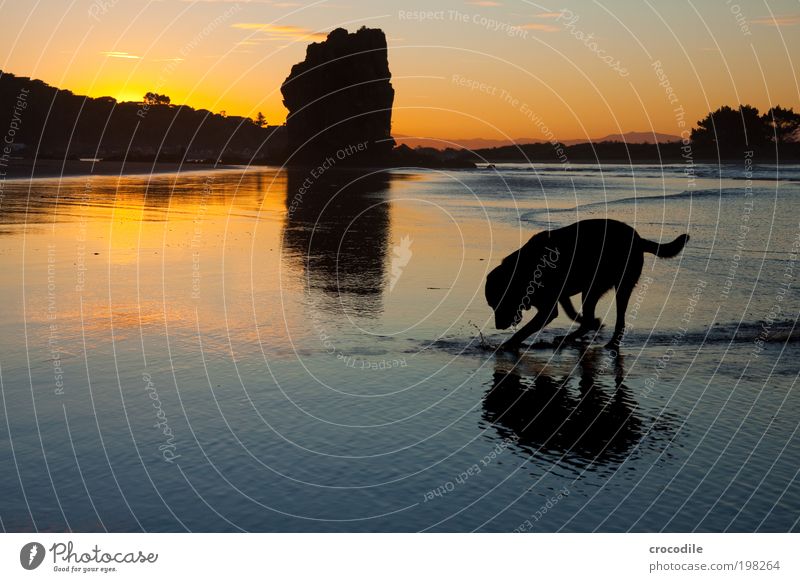 New Zealand XXXIV Umwelt Natur Landschaft Sand Wolken Sonnenaufgang Sonnenuntergang Sonnenlicht Schönes Wetter Küste Strand Tier Haustier Nutztier Hund 1 Jagd