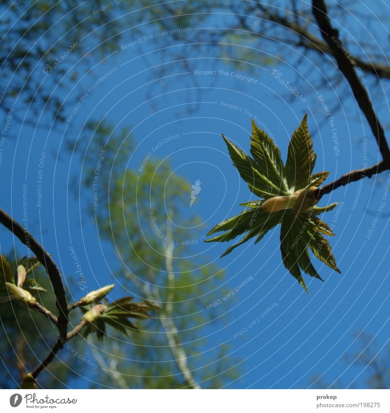 Spiel über Bande Umwelt Natur Landschaft Pflanze Himmel Wolkenloser Himmel Frühling Sommer Klima Wetter Schönes Wetter Baum Blatt Grünpflanze Wildpflanze Wald