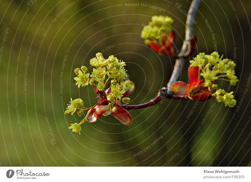 Ahrinblüten an einem Zweig im Frühling elegant harmonisch Pflanze Baum Blüte Wildpflanze Blühend frisch schön gelb grün rot Stimmung ruhig Doldenblüte Park