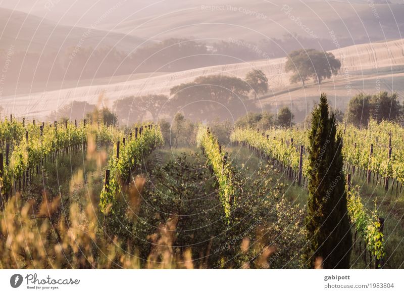 Toskanischer Wein Umwelt Natur Landschaft Luft Sonne Sommer Klima Schönes Wetter Nebel Pflanze Feld Hügel natürlich Fröhlichkeit Lebensfreude Zufriedenheit