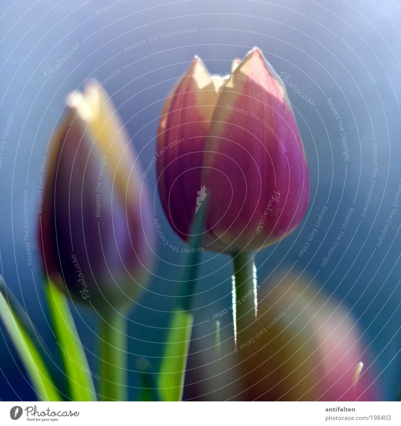 Sonnenbad Natur Pflanze Himmel Schönes Wetter Blume Tulpe Blüte Glas Blühend ästhetisch schön blau mehrfarbig gelb grün violett rosa Fröhlichkeit Lebensfreude