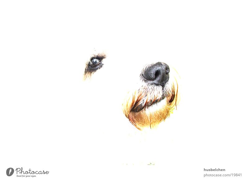 bingo Hund weiß Nase Auge