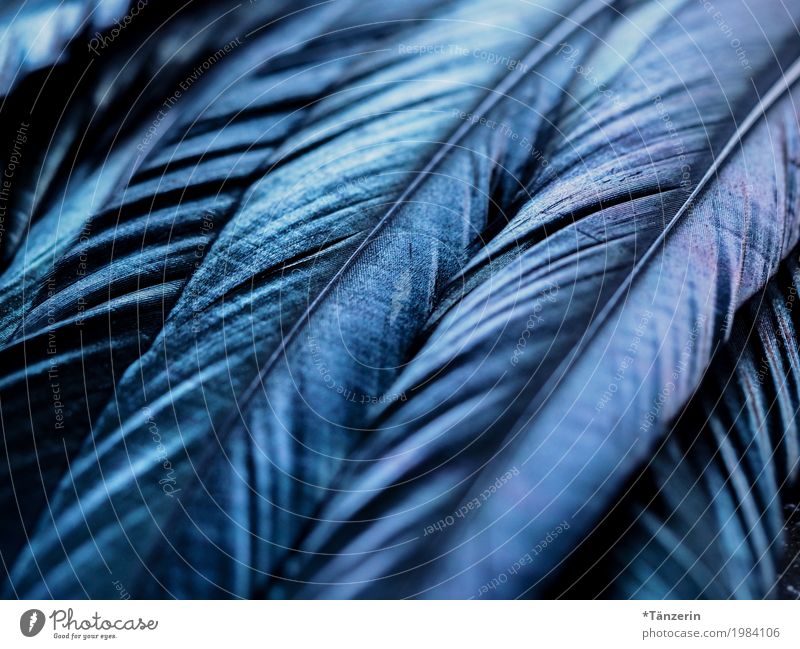 Blauschimmer Vogel Flügel Feder ästhetisch schön blau ruhig Farbfoto Gedeckte Farben Makroaufnahme Menschenleer Abend Licht Reflexion & Spiegelung Unschärfe