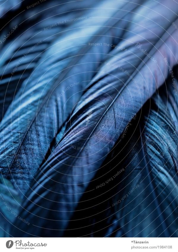 blau Vogel Flügel Feder ästhetisch natürlich Farbfoto Gedeckte Farben Makroaufnahme Menschenleer Abend Reflexion & Spiegelung Unschärfe Schwache Tiefenschärfe