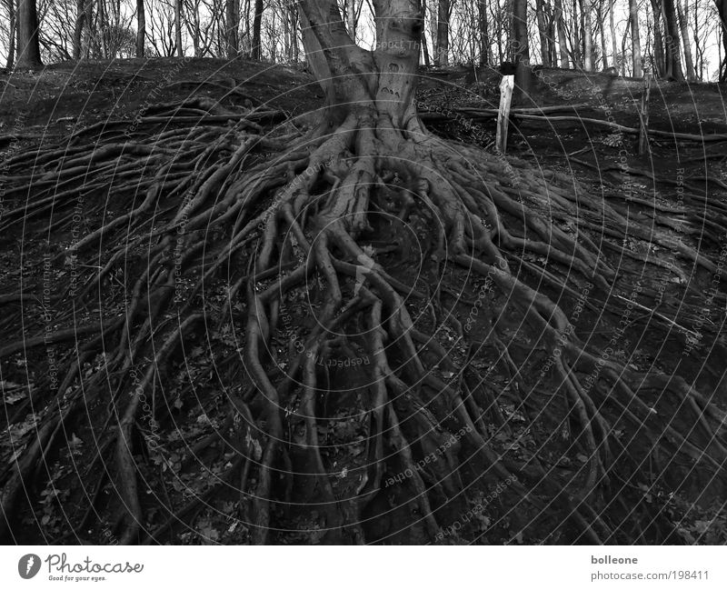 fest verwurzelt Umwelt Natur Landschaft Pflanze Erde Baum Wald Menschenleer Netzwerk alt Wachstum warten dunkel schwarz Kraft Überleben Wandel & Veränderung