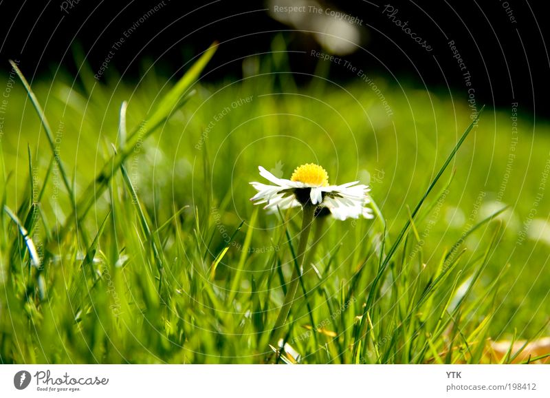 Schönheit des Rasens Umwelt Natur Pflanze Frühling Schönes Wetter Gras Blüte Wildpflanze Blühend Duft frisch glänzend schön Wärme grün Gänseblümchen Wiese